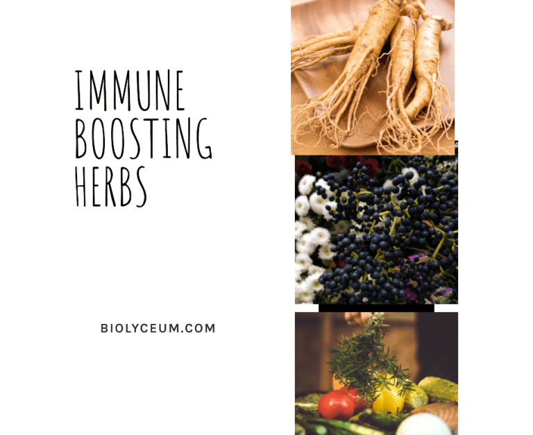 immune boosting herbs and spices
