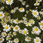 Chamomile (Matricaria chamomilla) herbs for anxiety while pregnant 