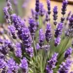Lavender Natural Remedies For Anxiety During Pregnancy
