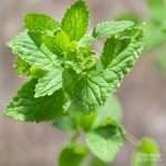 Lemon Balm Herb for Anxiety in Pregnant women