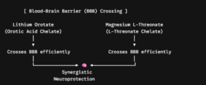 Blood-Brain Barrier & Transport of Lithium Orotate