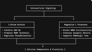  Cellular Homeostasis & Plasticity